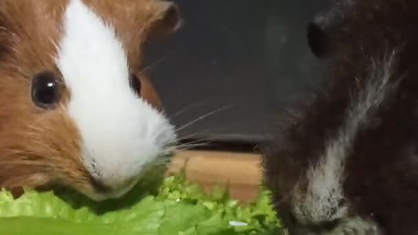 Cobaias Domésticas Brancas Marrons Engraçadas Comem Grama Verde Fresca Com — Vídeo de Stock