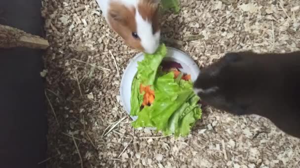 Lustige Weiße Und Braune Meerschweinchen Fressen Frisches Grünes Gras Mit — Stockvideo