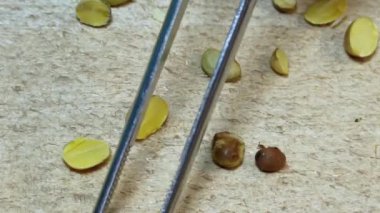 Asansörün laboratuarında soya fasulyesinin kalitesinin elle kontrolü.