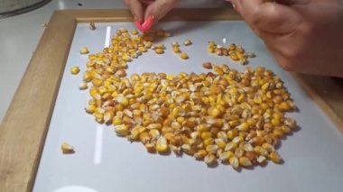 Asansörün laboratuarında tahıl kalitesinin elle kontrolü.