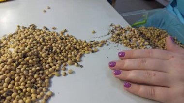 Asansörün laboratuarında tahıl kalitesinin elle kontrolü.