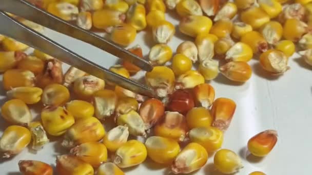Kukoricamag manuális minőség-ellenőrzése felvonó laboratóriumában — Stock videók
