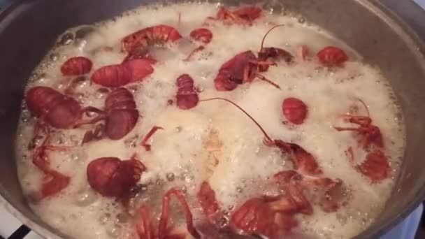 Cozinhar lagostim no fogão em um caldeirão com endro — Vídeo de Stock