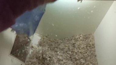 İşçi, yastığın içindekileri tavuk tüyü yastığından çıkarıp temizleme makinesine koyuyor. İyi uykular.