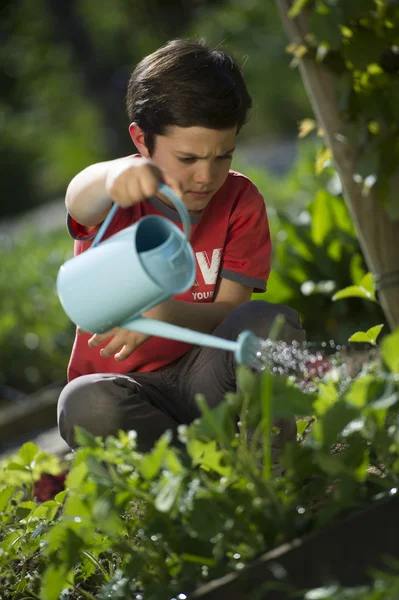 Boy watering the flowers — Stock Photo, Image