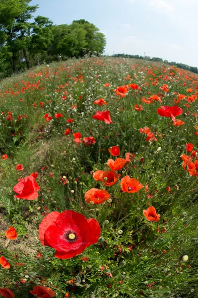 Fleurs-Coquelicots-Blé — Photo