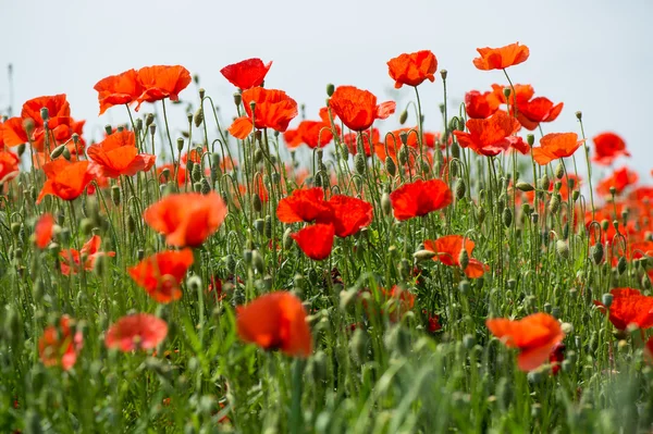 Fleurs-Coquelicots-Blé — Photo