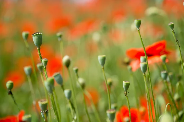 Fleurs-Coquelicots-Blé — Photo