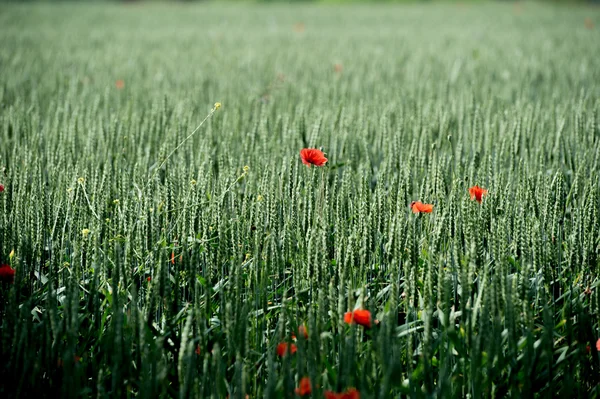 Bloemen-papavers-tarwe — Stockfoto