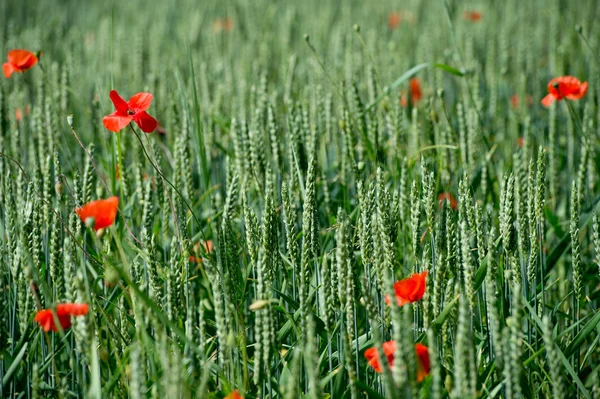 Fleurs-Coquelicots-Blé — Photo