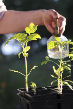 arrosage yarı tomate