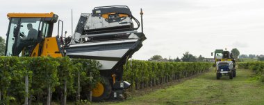 mekanik bağ üzüm hasat