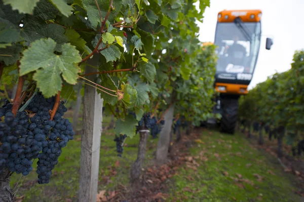 Mechanical harvesting of grapes in the vineyard — Stock Photo, Image