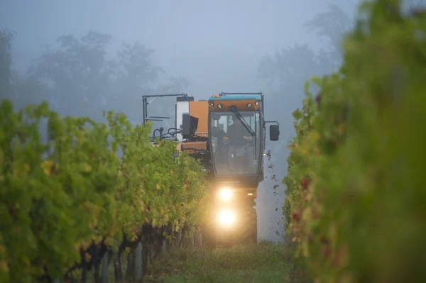 Mechanical harvesting of grapes in the vineyard — Stock Photo, Image