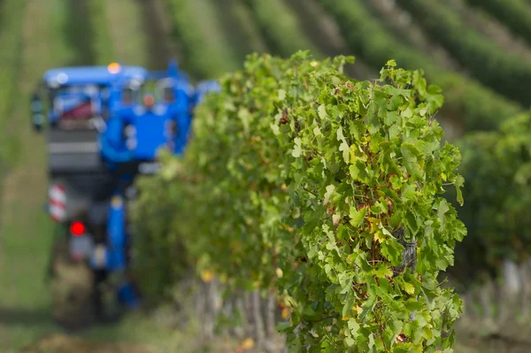 Mechanical harvesting of grapes in the vineyard — Stock Photo, Image