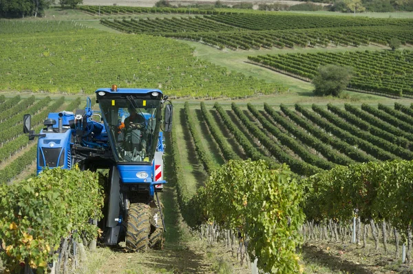 Mechanical harvesting of grapes in the vineyard — Stock Photo, Image