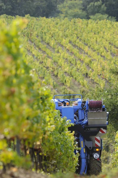 Raccolta meccanica delle uve in vigna — Foto Stock