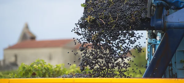 机械收割的葡萄园里的葡萄 — 图库照片