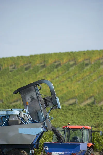 Mechanical harvesting of grapes in the vineyard — Stock Photo, Image