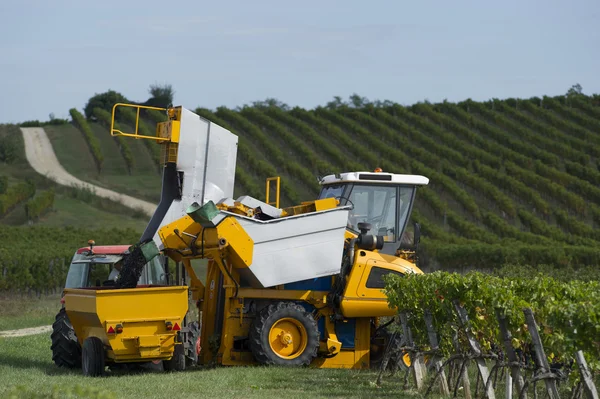 Mechanical harvesting of grapes in the vineyard — Stock Photo, Image