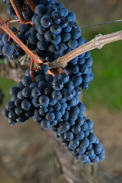 Bos van rode druiven in wijngaarden in de herfst — Stockfoto