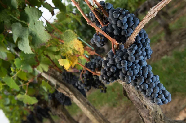 Grappolo di uva rossa in Vigneti in autunno — Foto Stock