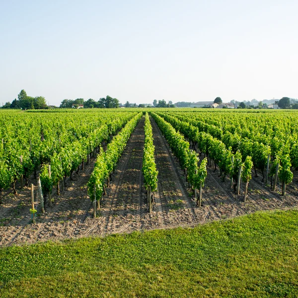 Kebun anggur di bawah sinar matahari — Stok Foto