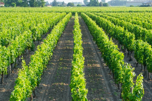 Wijngaarden in de zon — Stockfoto