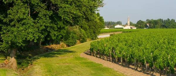 Piccolo villaggio in vigneti — Foto Stock