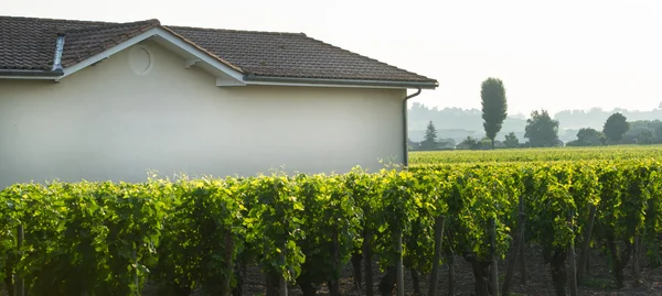 Armazém de vinhos em vinhas — Fotografia de Stock