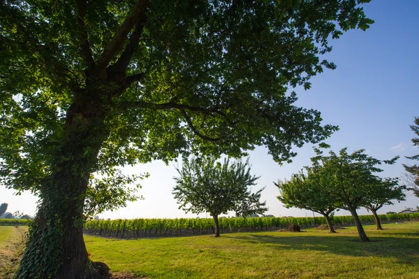 Baum in Weinbergen im Sonnenschein — Stockfoto