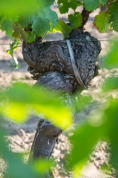 Vine lager i vingårdar — Stockfoto