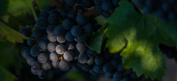 Виноградники на солнце — стоковое фото