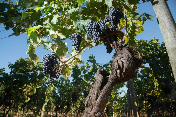 Mogna lila druvor i vingårdar — Stockfoto