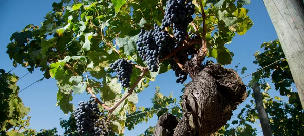 Rijp paarse druiven in wijngaarden — Stockfoto