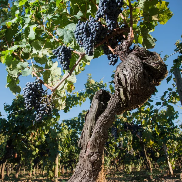 Uvas roxas maduras em vinhas — Fotografia de Stock