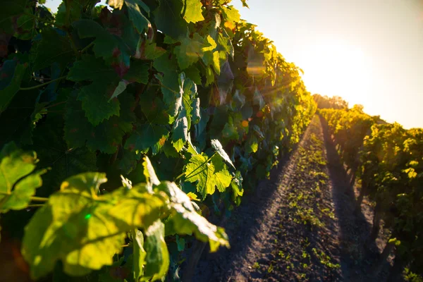 Vineyards at sunset — Stock Photo, Image