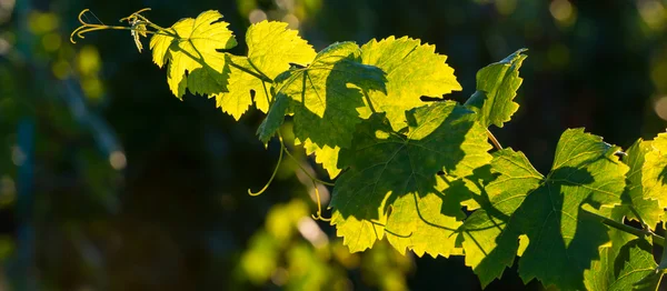 Vine gren vid solnedgången — Stockfoto