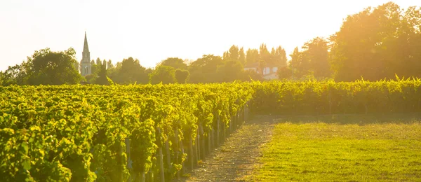 Vigneti al tramonto — Foto Stock