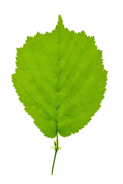 Leaf on white background Stock Photo