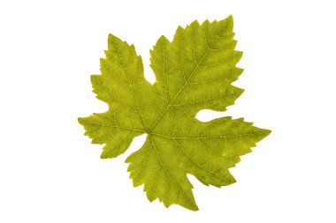 Beyaz arka plan asma yaprağı