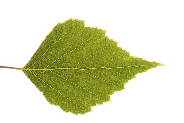 Beyaz arkaplanda yaprak