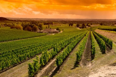 Saint Emilion, Bordeaux üzüm bağları, Sunrise-Vineyards
