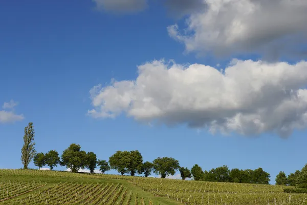 Wijngaarden in de zon-wijngaarden van loupiac, bordeaux vineyar — Stockfoto