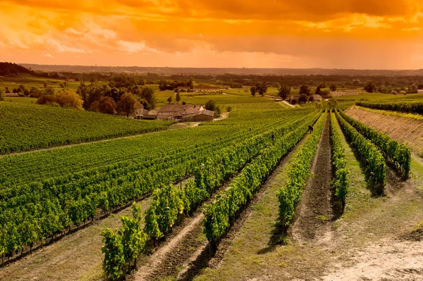 Wijngaard Sunrise-Wijngaarden van Saint Emilion, Bordeaux Wijngaarden — Stockfoto