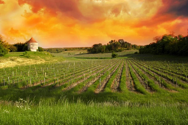 Vinice saint emilion, bordeaux vinice — Stock fotografie