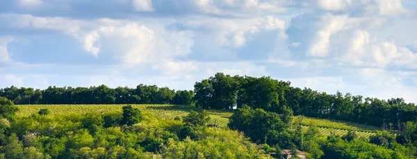 Weinberge in den Sonnenschein-Weinbergen von Loupiac, Bordeaux-Weinberg — Stockfoto