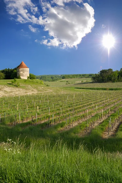 Vinice saint emilion, bordeaux vinice — Stock fotografie