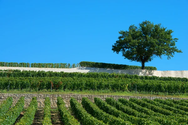 Виноградники saint-emilion, виноградники Бордо — стокове фото