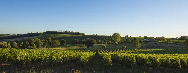 Wijngaard zuiden ten westen van Frankrijk, bordeaux wijngaarden, saint-emilion — Stockfoto